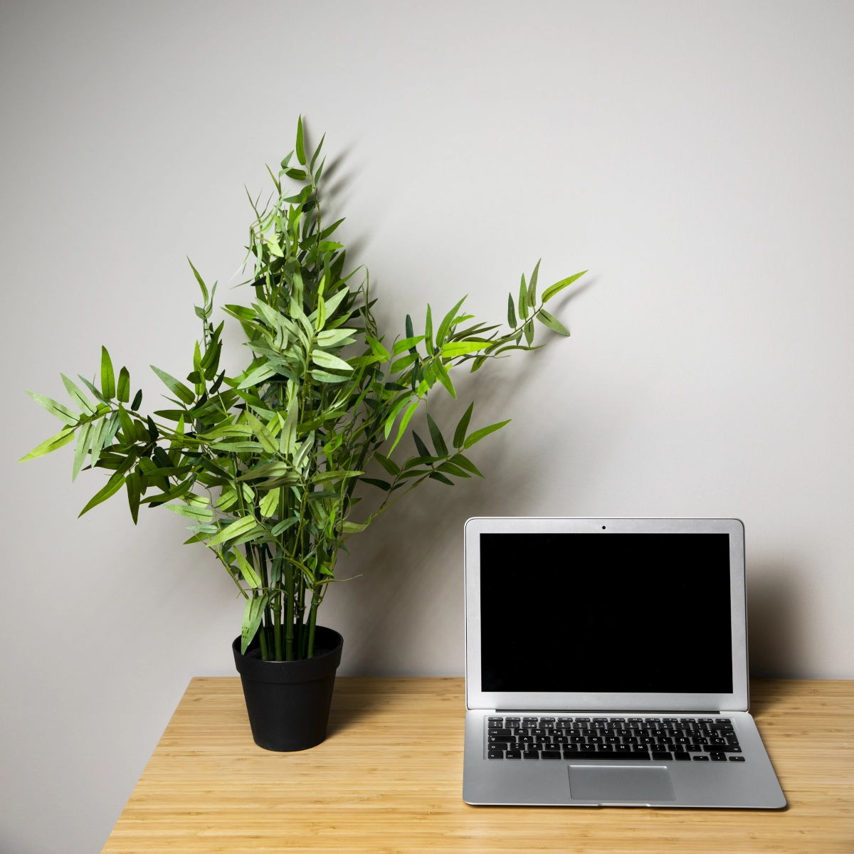 Plante en pot verte à côté d'un ordinateur portable sur un bureau en bois clair contre un mur uni