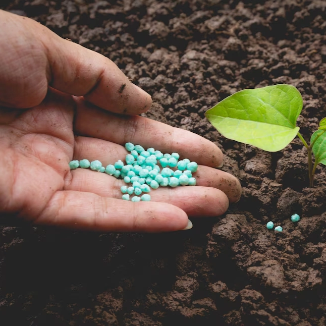 Fertilisation pour une croissance optimale