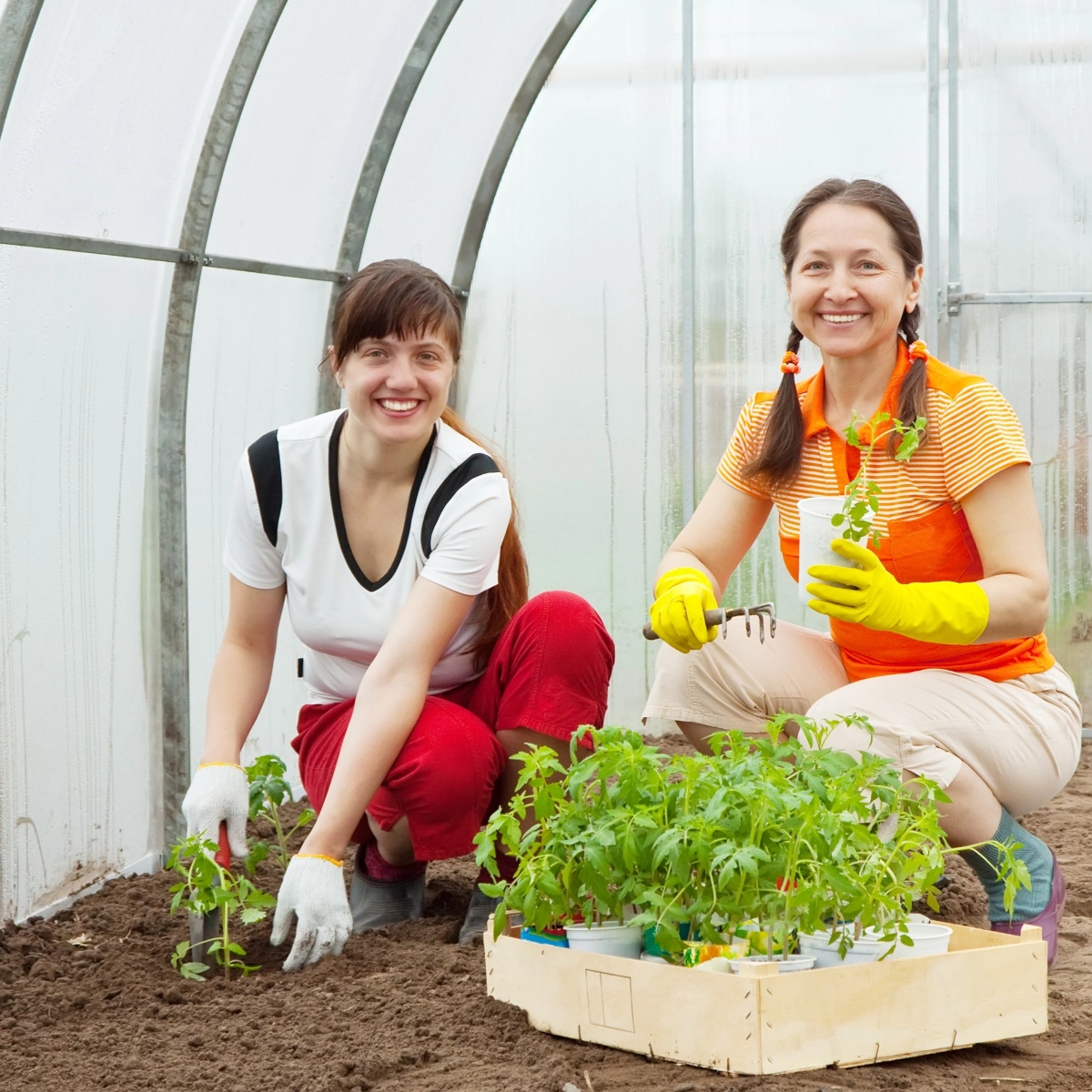 Combien de plantes peuvent entrer dans votre serre