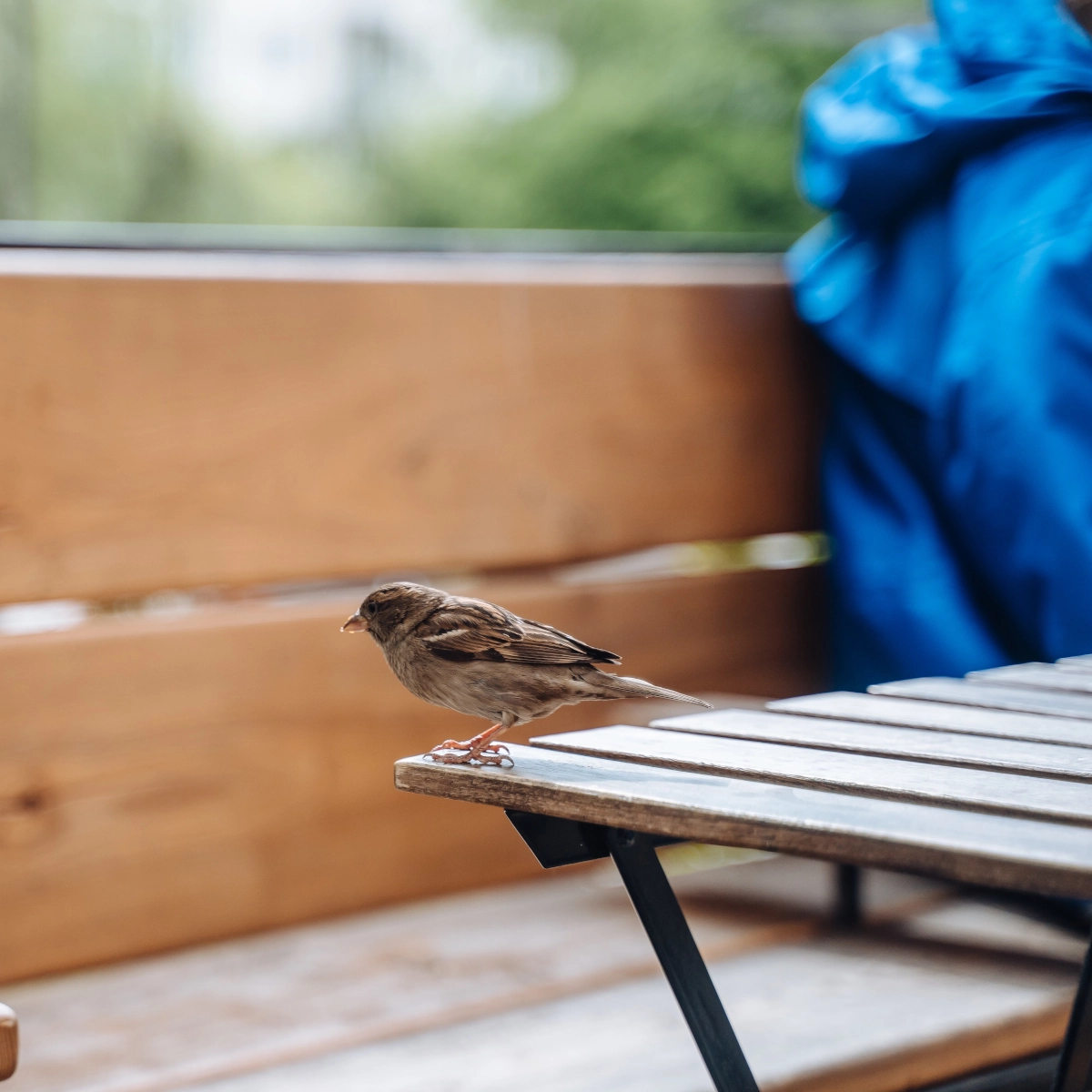 Comment empêcher les oiseaux de s’installer sur vos meubles de patio