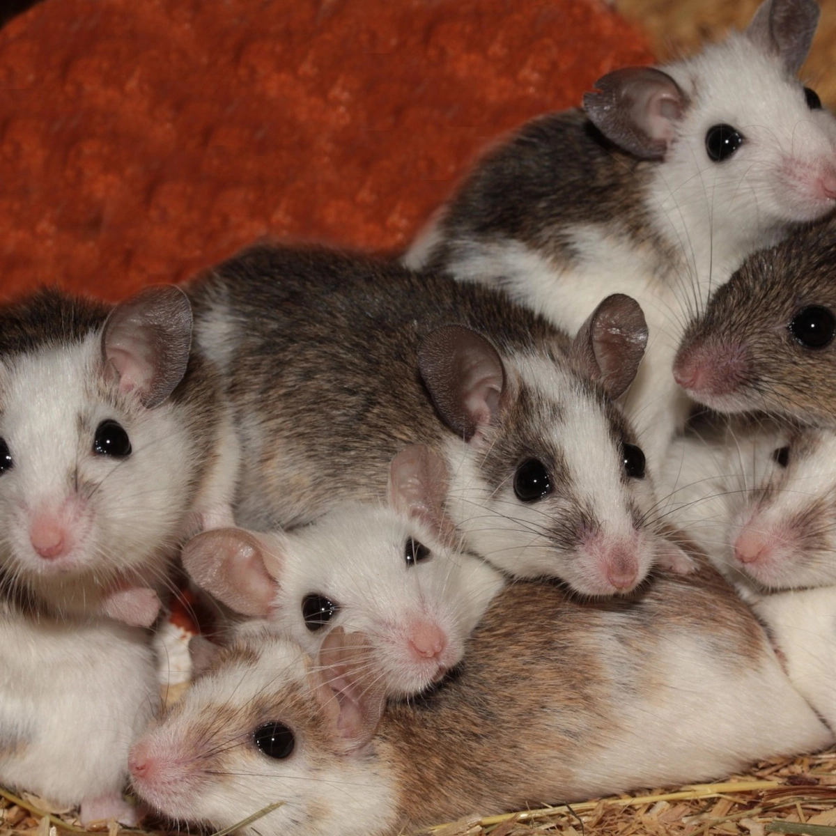 Comment empêcher naturellement les souris d’entrer dans votre cabanon