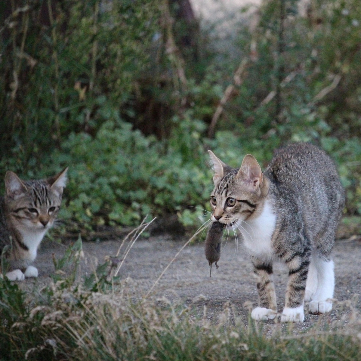 Des chats attrapant des souris autour d’un cabanon pour contrôler la population de rongeurs.