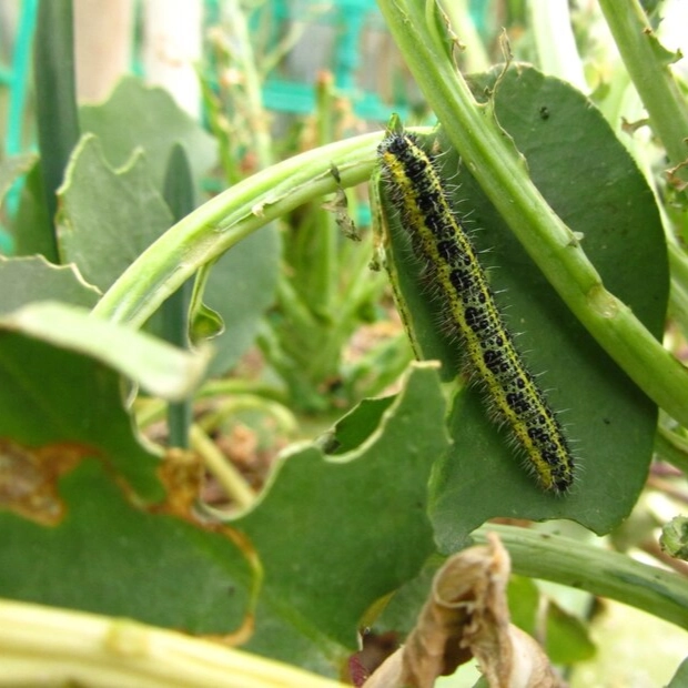 Gérer les ravageurs et maladies courants des concombres