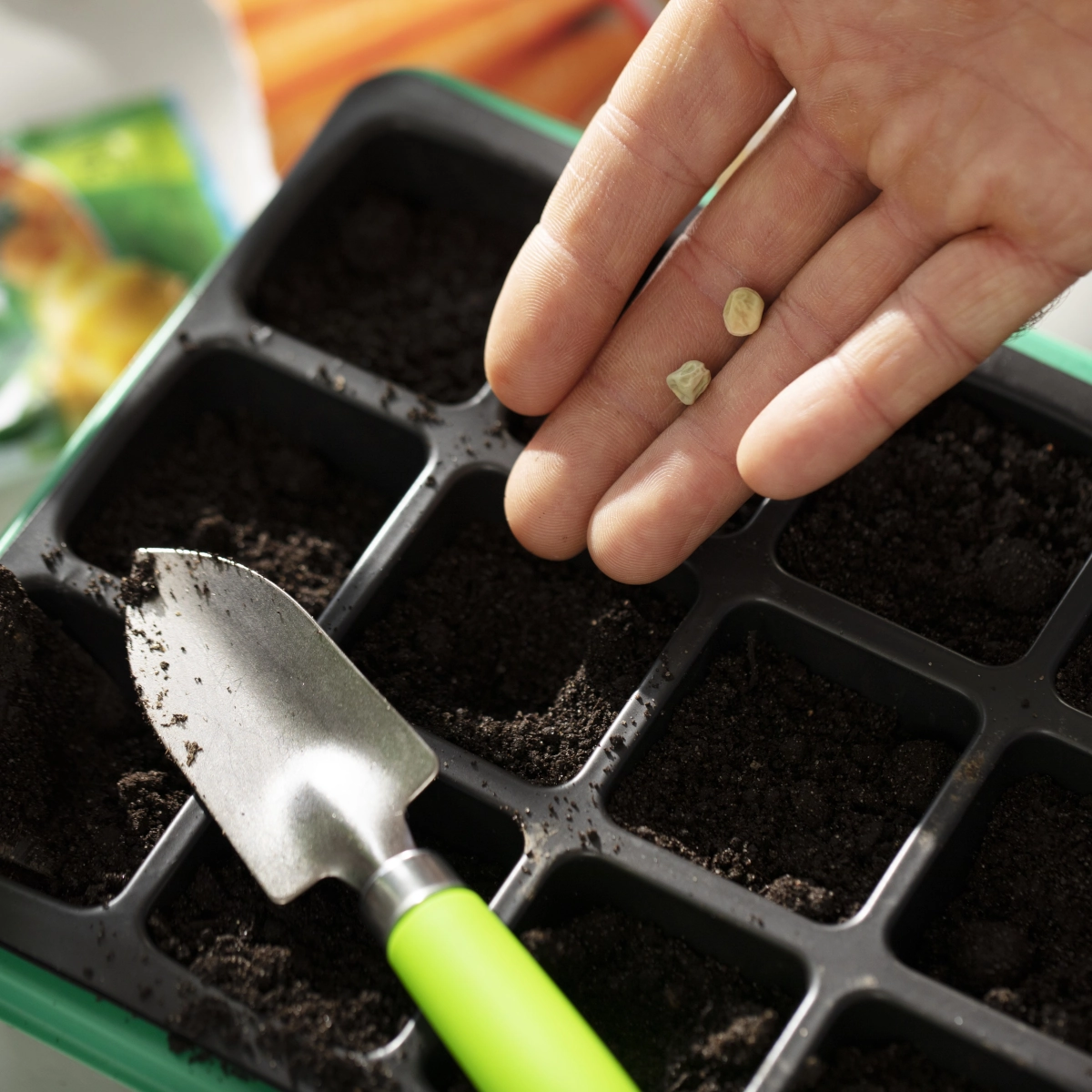 Planter des concombres dans votre serre