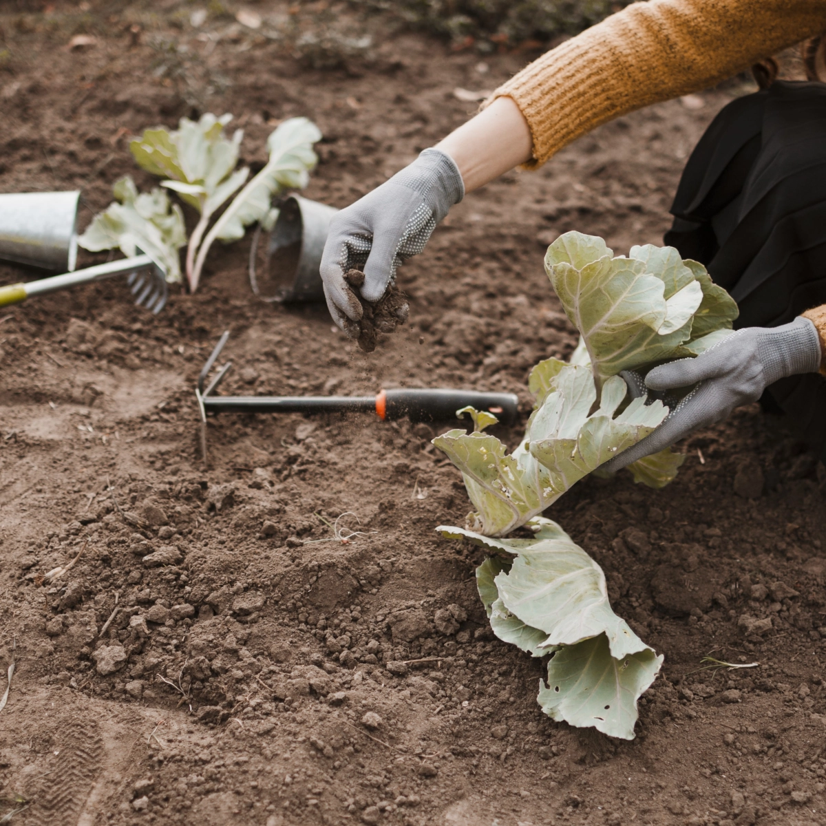 Préparation du sol pour le chou-fleur