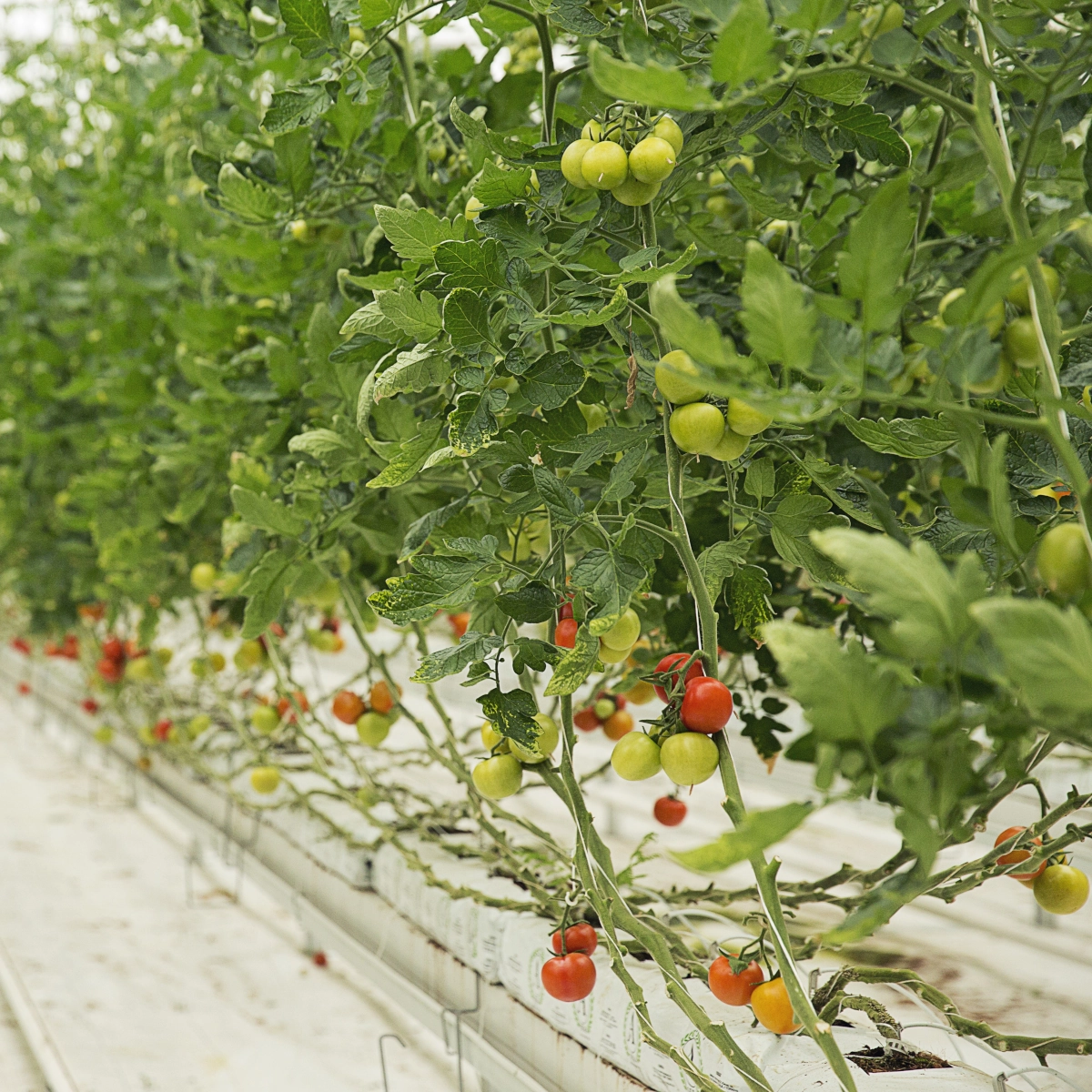 Choisir les bonnes plantes pour l’été