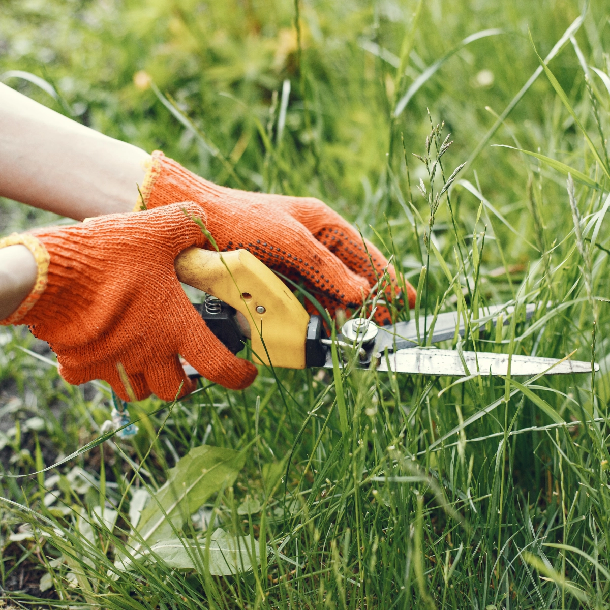Le meilleur moment pour désherber votre carré potager surélevé