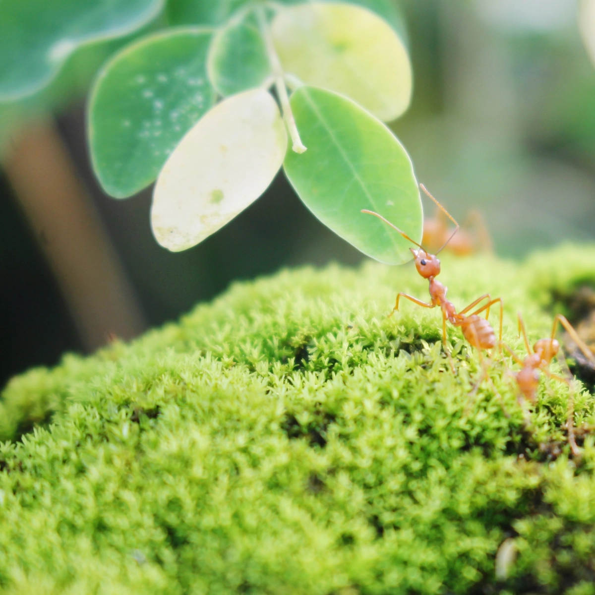 Comprendre les fourmis dans votre carré potager surélevé