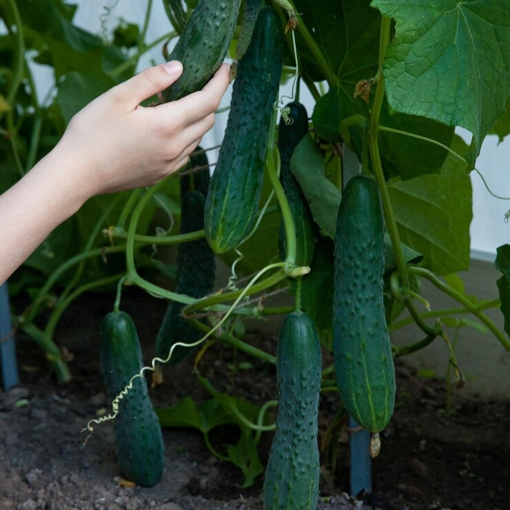 Pourquoi cultiver des concombres en serre