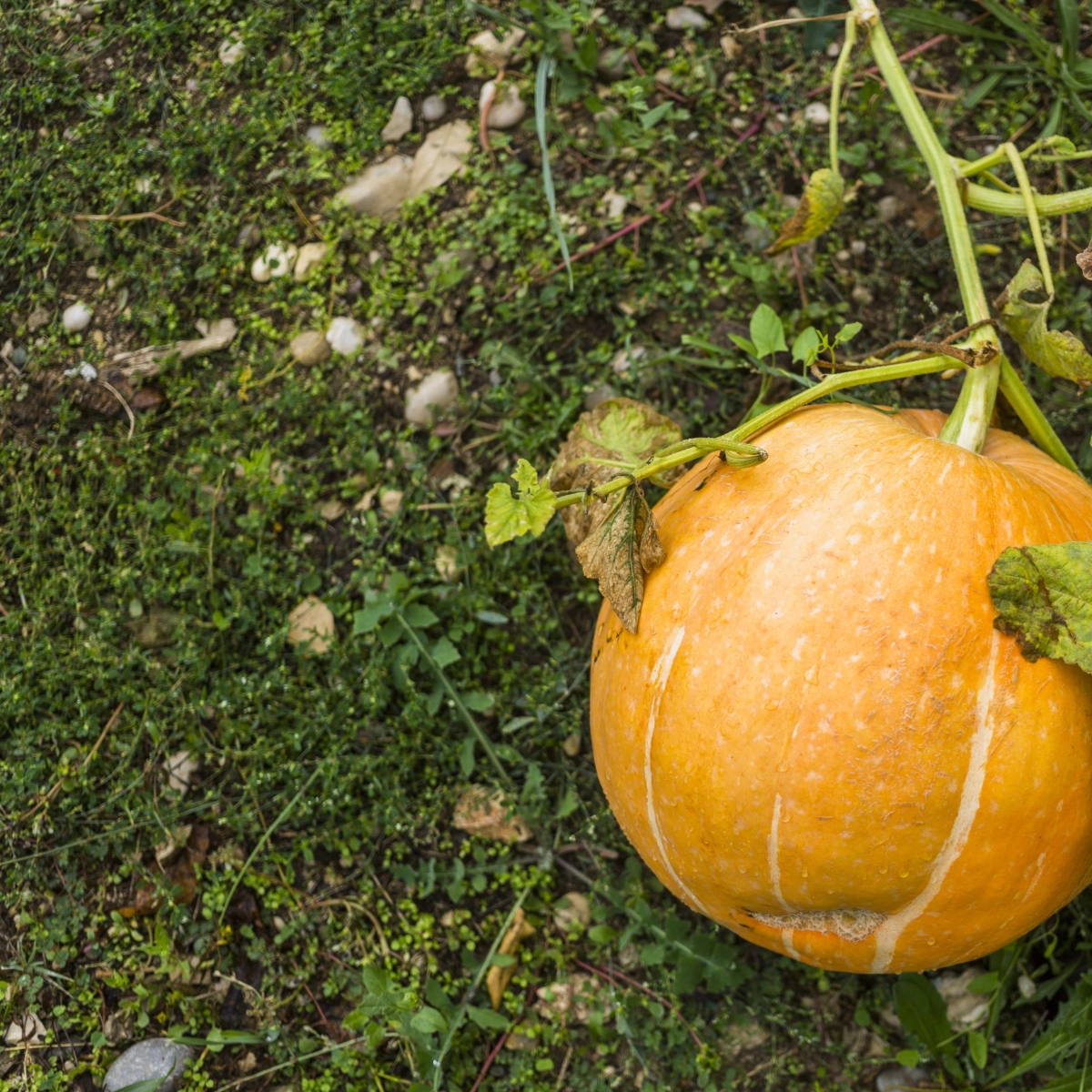 Courges d'hiver et melons