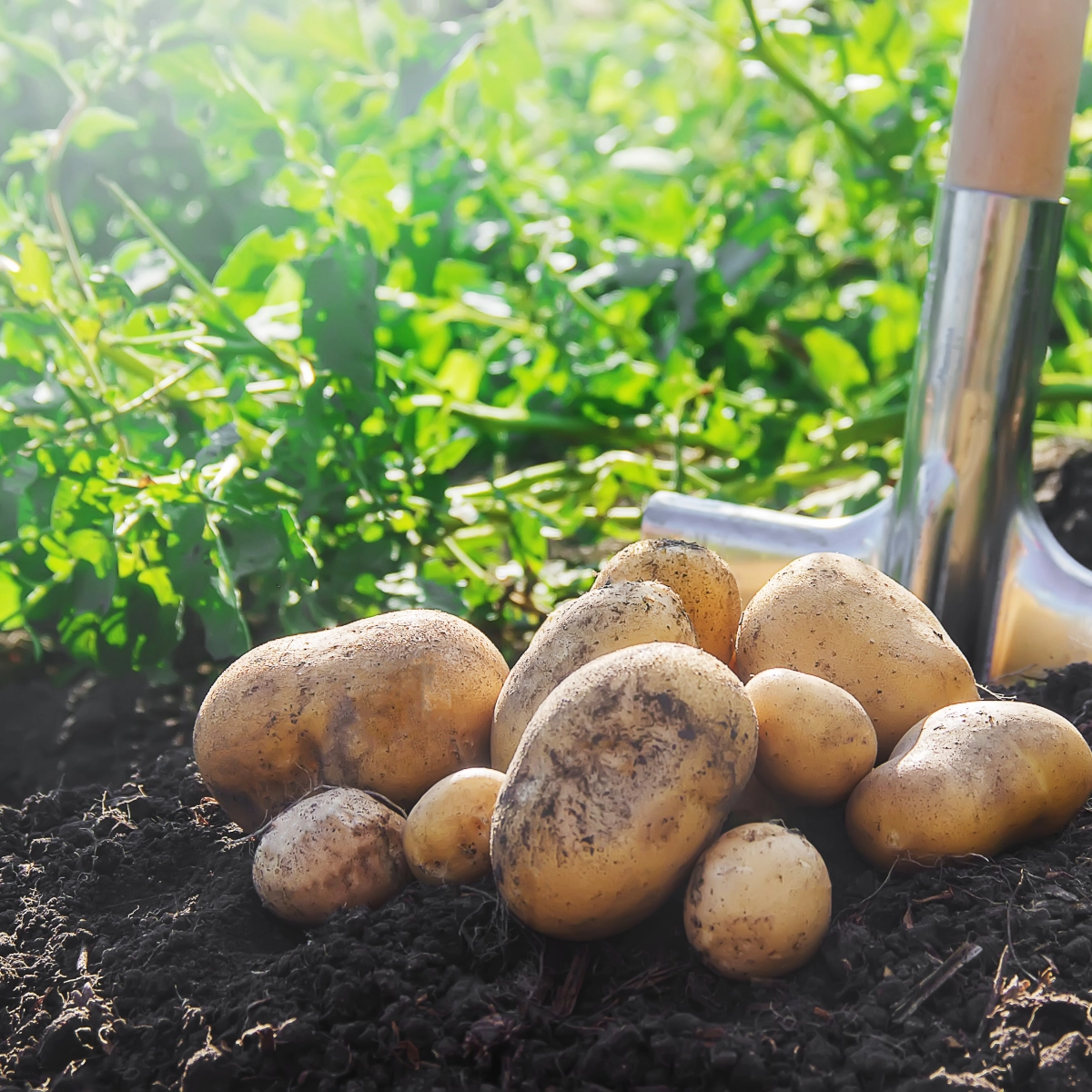 Récolte de vos pommes de terre