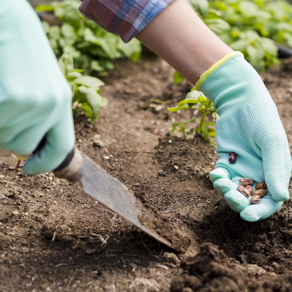 Plantez les pommes de terre de semence